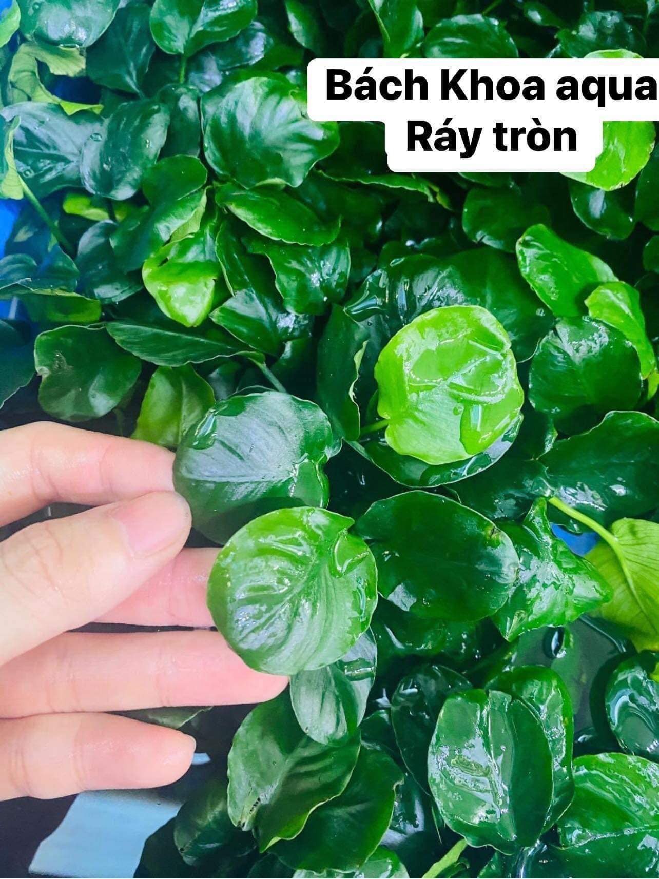Ráy lá tròn
